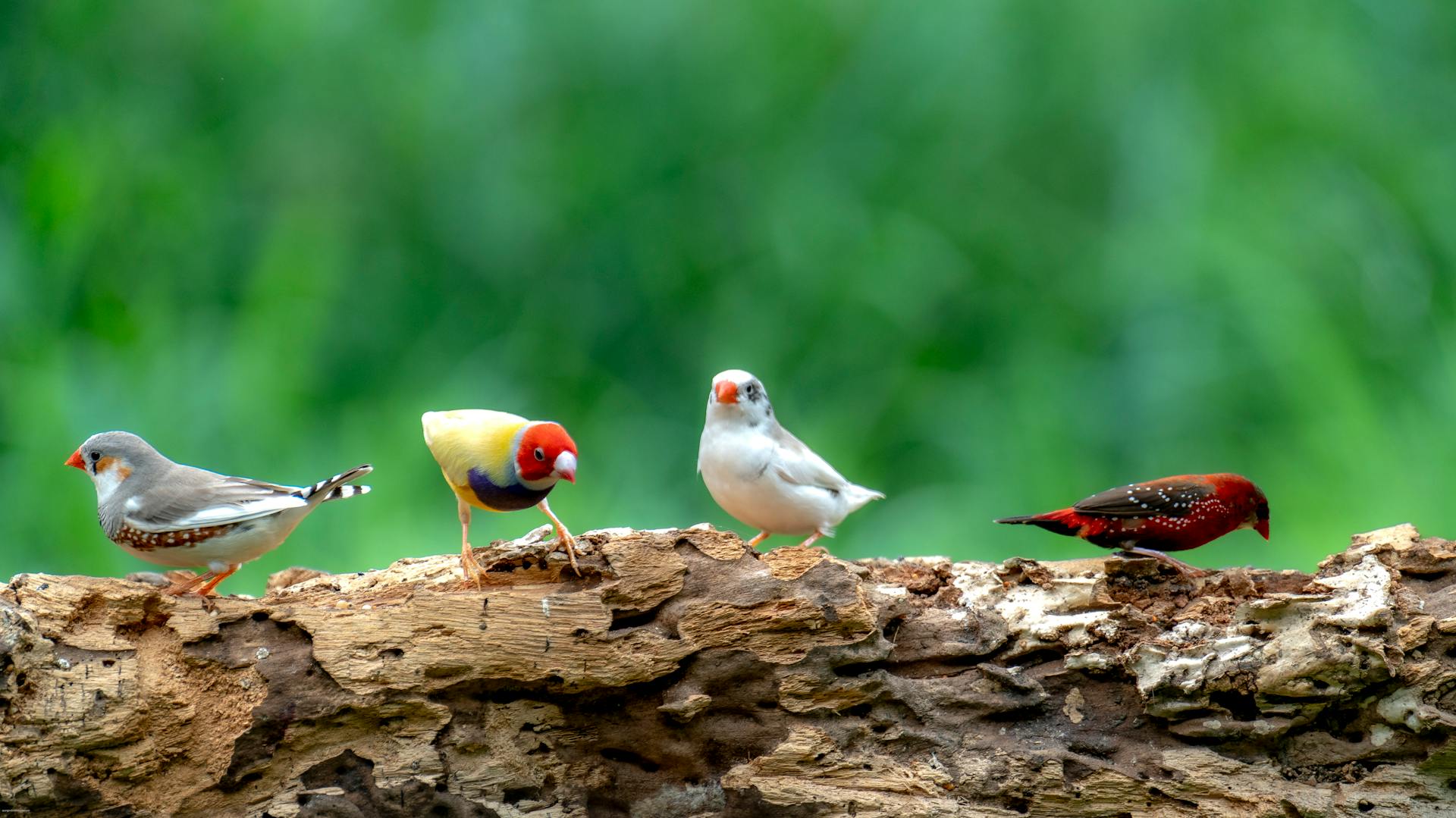 Birds Choice bird feeder